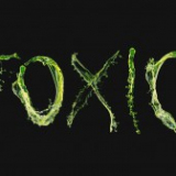 Toxic